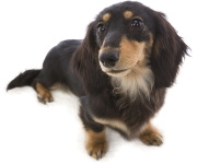 ドッグフード博士 | 獣医がおすすめする安全な犬の餌の選び方