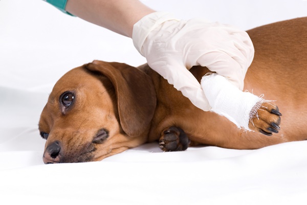 犬の足が小刻みに震える原因と理由とチェックすべきサインとは？
