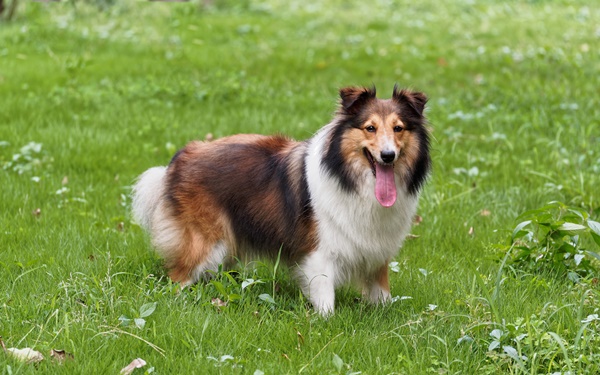 【大型・中型・小型体の大きさ別】人気な犬の種類ランキング