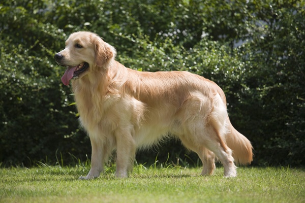 大型 中型 小型体の大きさ別 人気な犬の種類ランキング