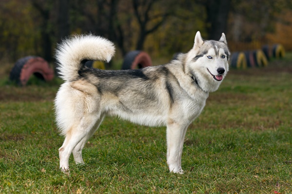 【大型・中型・小型体の大きさ別】人気な犬の種類ランキング