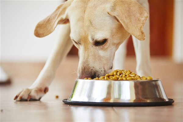 ドッグフード博士 | 獣医がおすすめする安全な犬の餌の選び方